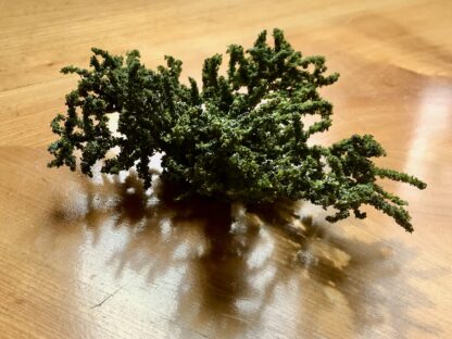 Bodendecker (Green Juniper - Wacholder)